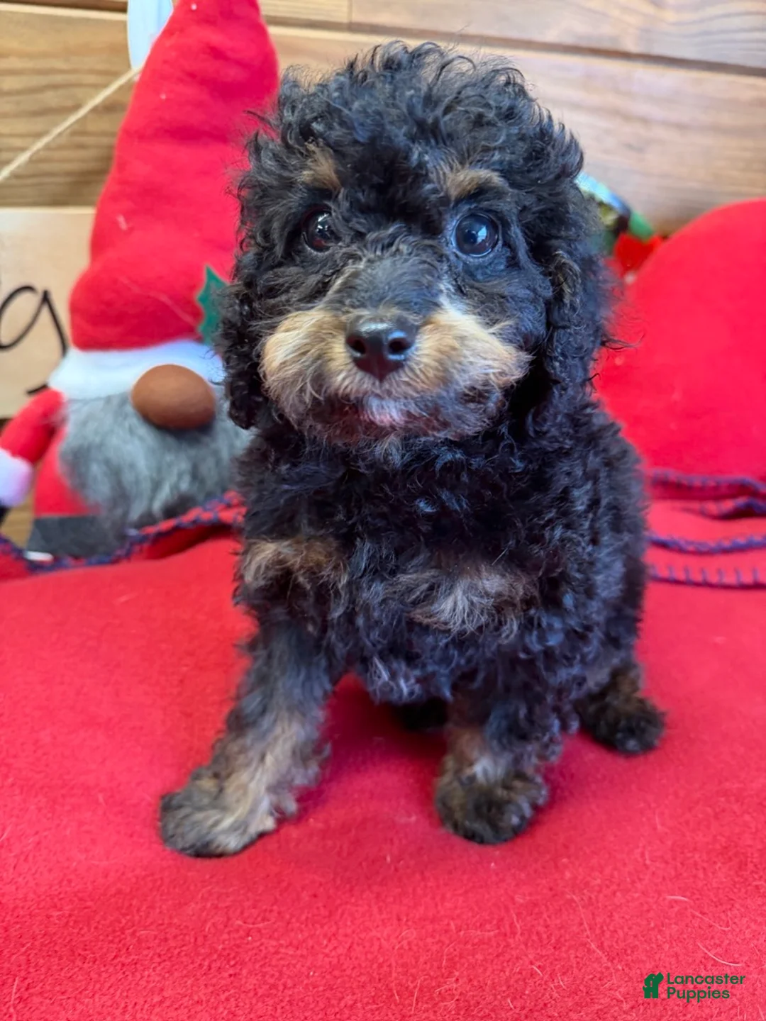 Cockapoo dogs for sale: Benny - Ad 2