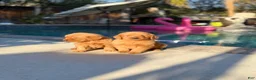 Golden Retriever dogs for sale: Golden Retriever 2 - Ad 4