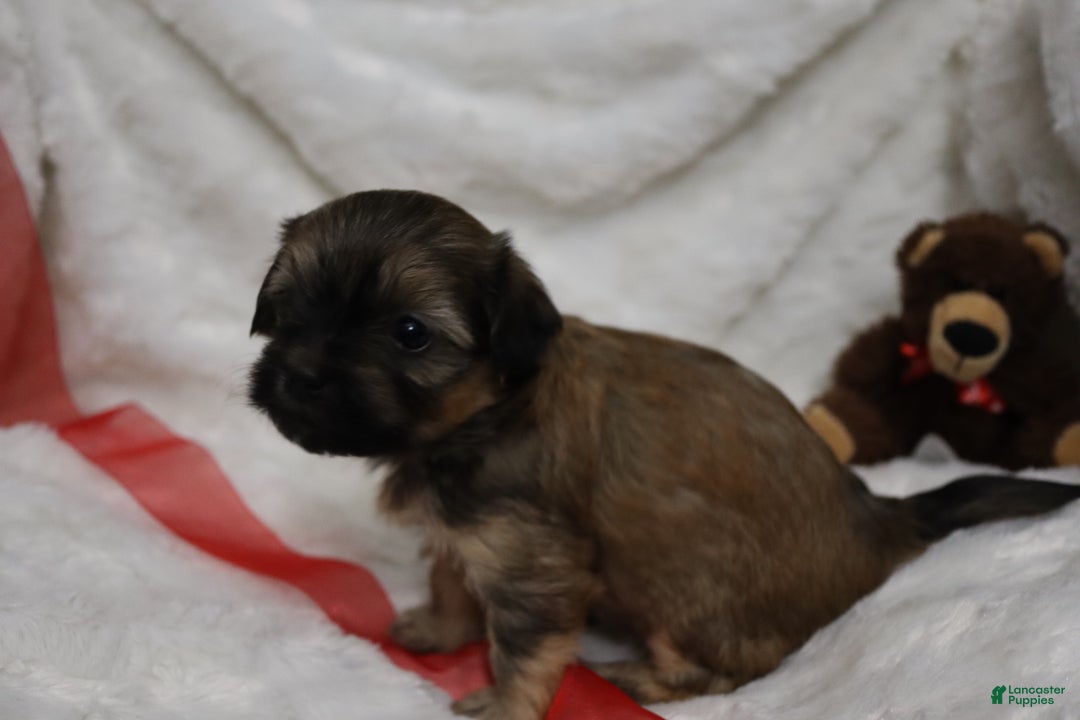 Havanese dogs for sale: Honey - Ad 5