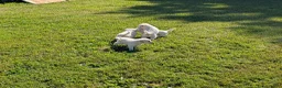 Mixed Breed dogs for sale: American Pyre 4 - Ad 4