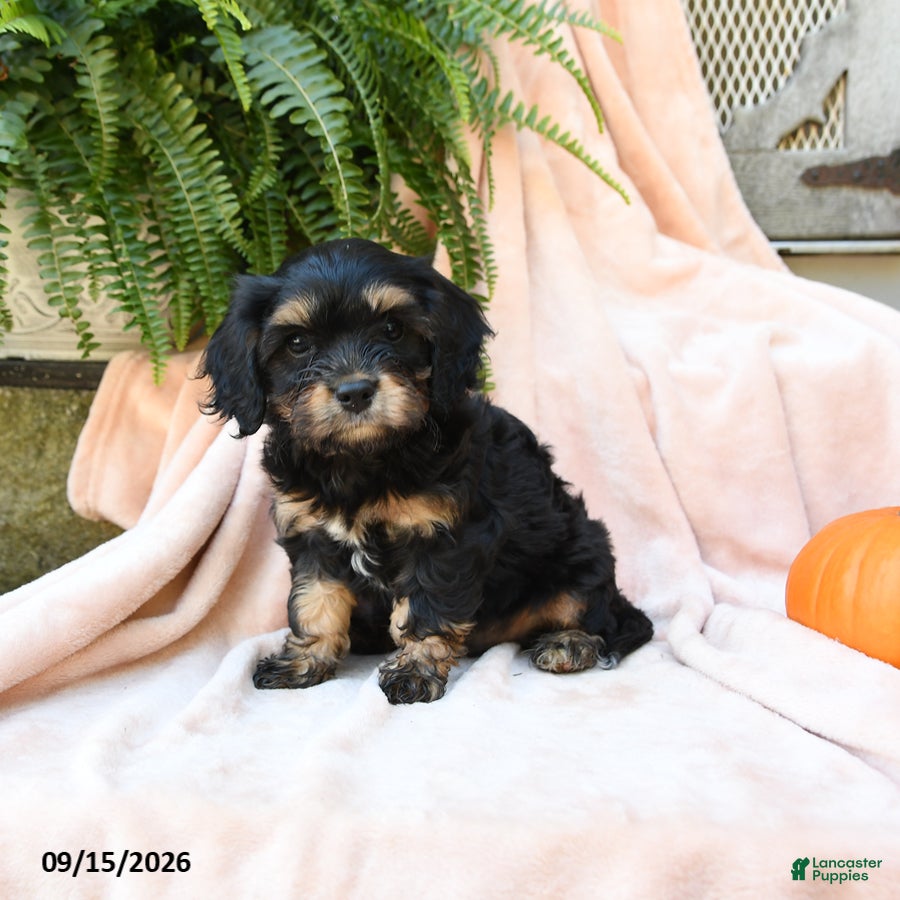 Cavachon dogs Sweet William - Ad 2