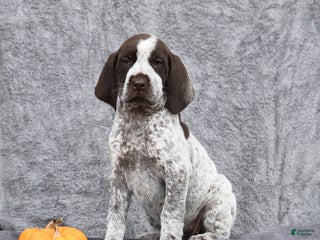German Shorthaired Pointer dogs - Ad 39