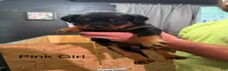 Rottweiler dogs for sale: Rottweiler 7 - Ad 1
