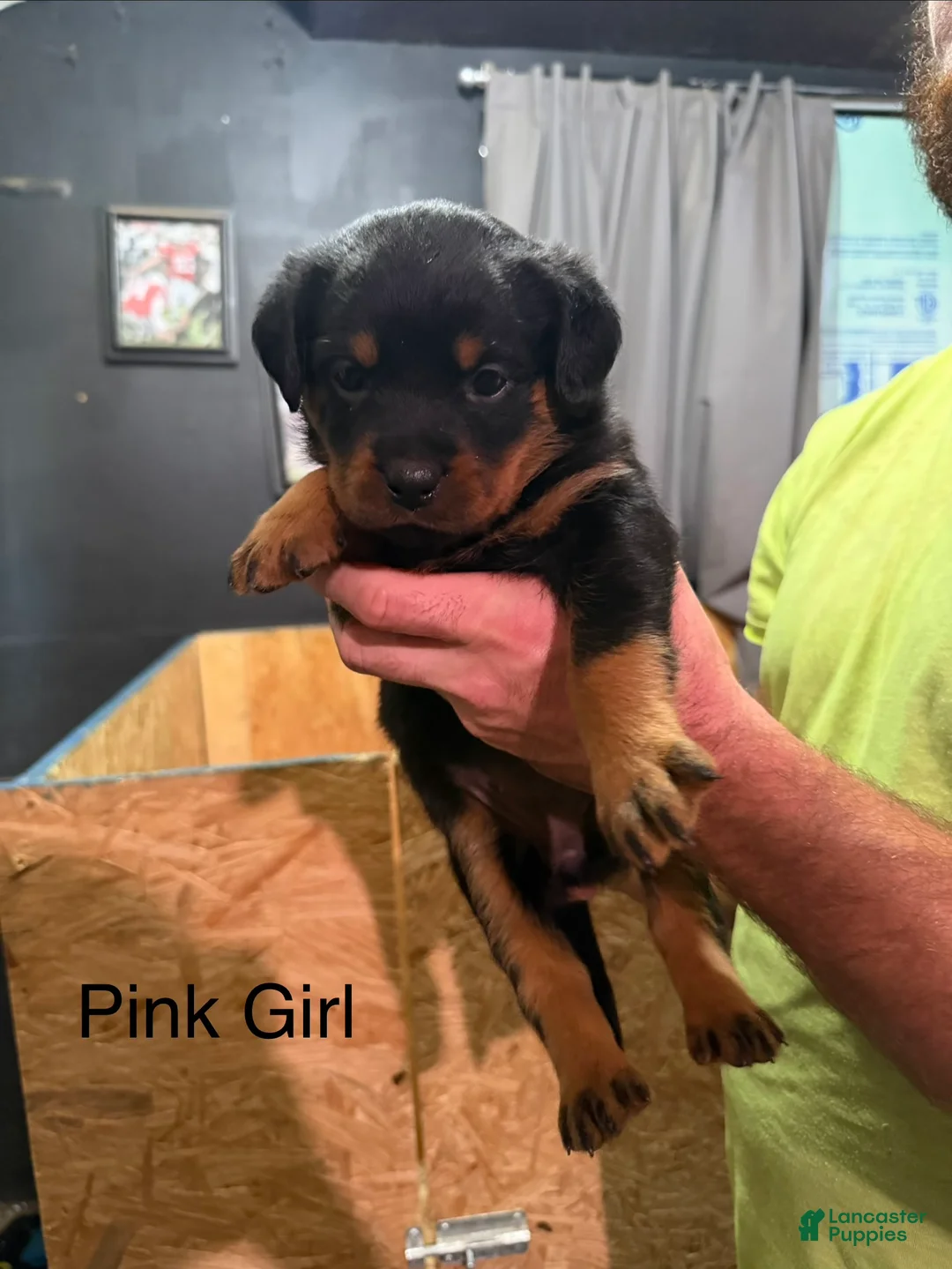 Rottweiler dogs for sale: Rottweiler 7 - Ad 1