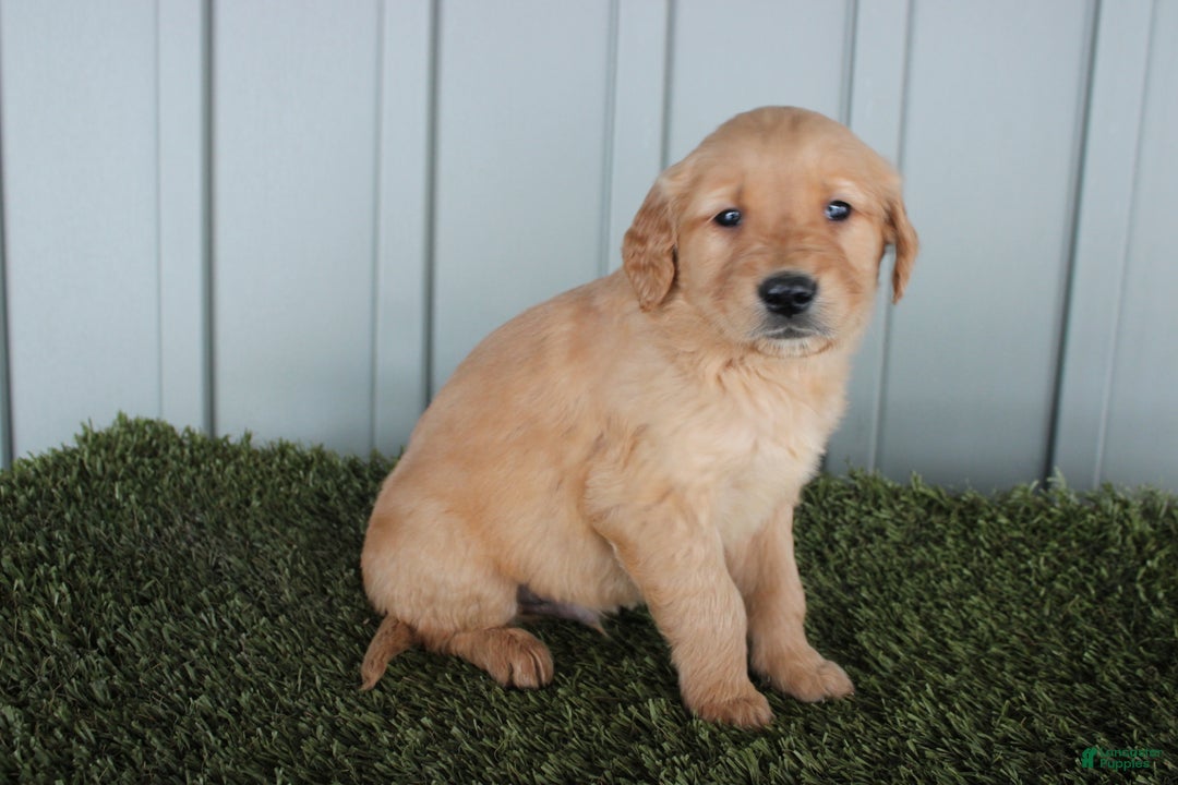 Golden Retriever dogs for sale: Golden Retriever Puppy Cowen - Ad 5