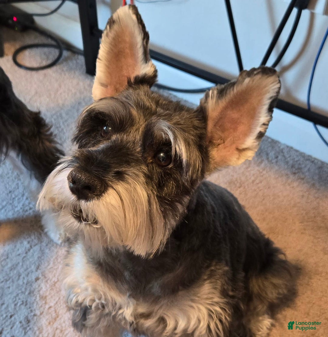 Gallery Image {{count}}