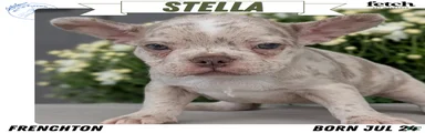 Stella