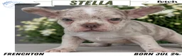 Frenchton dogs for sale: Stella - Ad 1