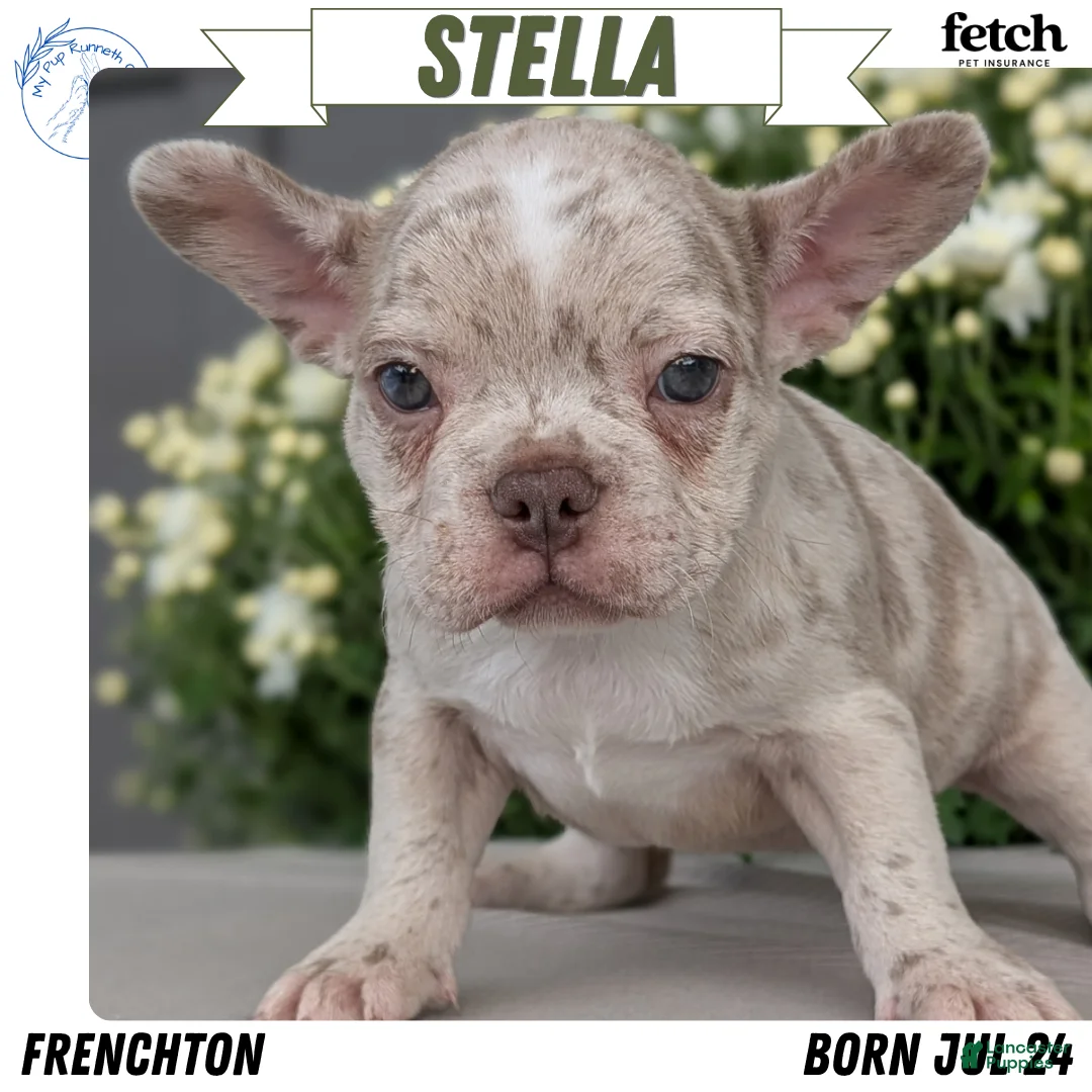 Frenchton dogs for sale: Stella - Ad 1