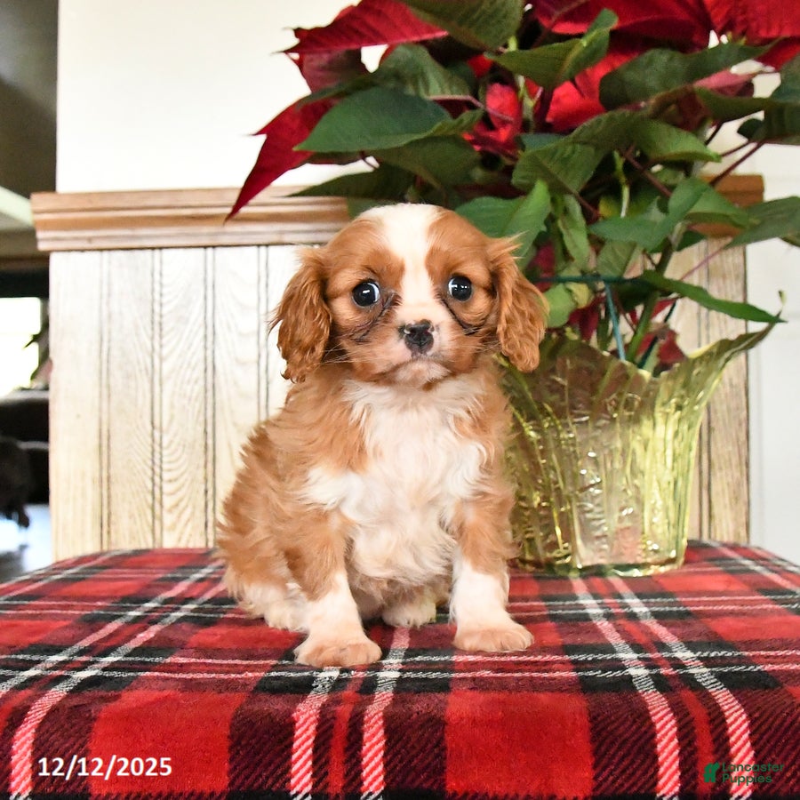 Cavalier King Charles Spaniel dogs Claire - Ad 8