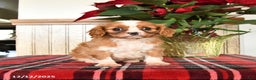 Cavalier King Charles Spaniel dogs for sale: Claire - Ad 1