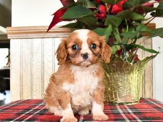 Cavalier King Charles Spaniel dogs Claire - Ad 10