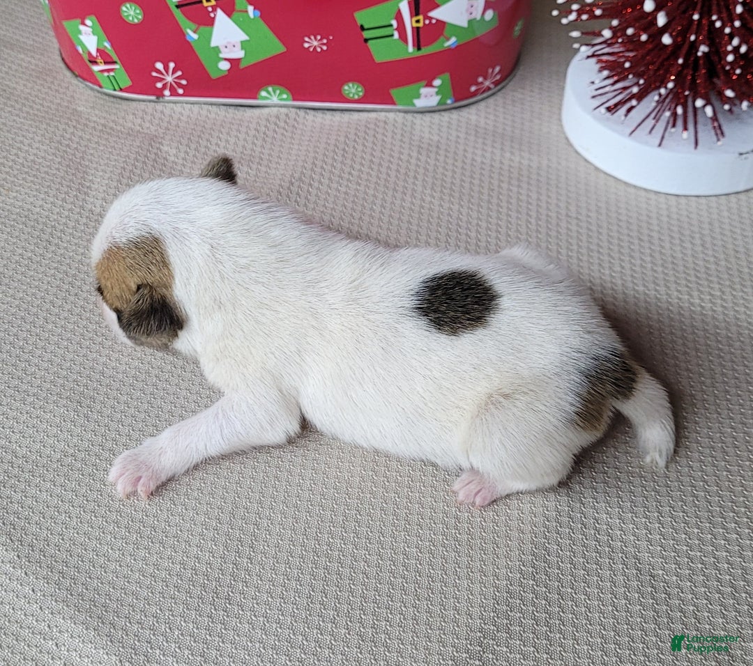 Jack Russell Terrier dogs for sale: Westfork's TATE - Ad 5