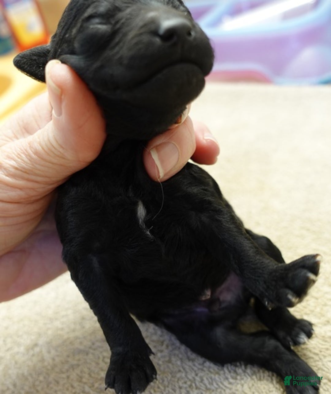 Toy Poodle dogs for sale: Kaida solid black - Ad 5