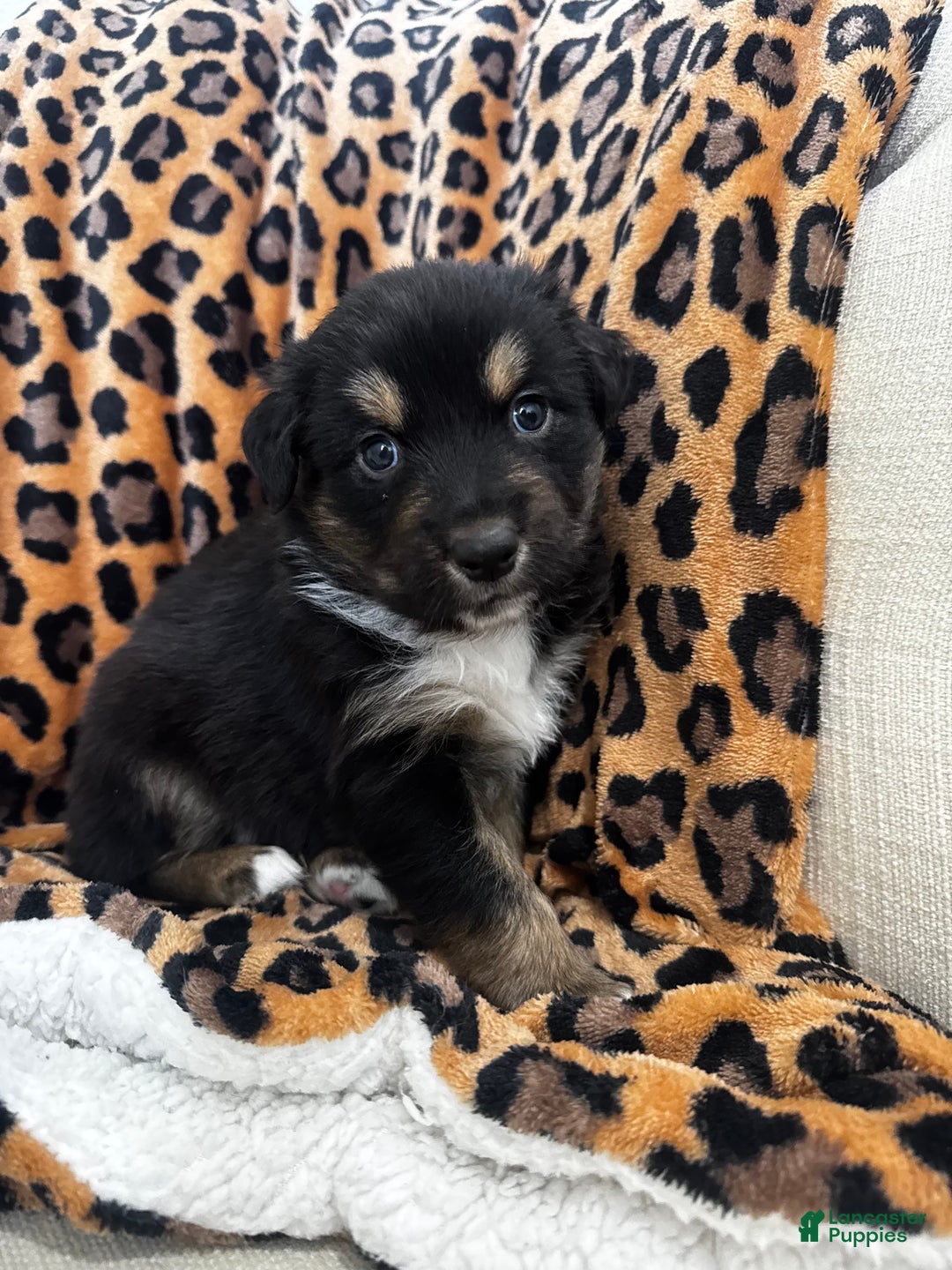 Australian Shepherd dogs for sale: Australian Shepherd Puppy 2 - Ad 3