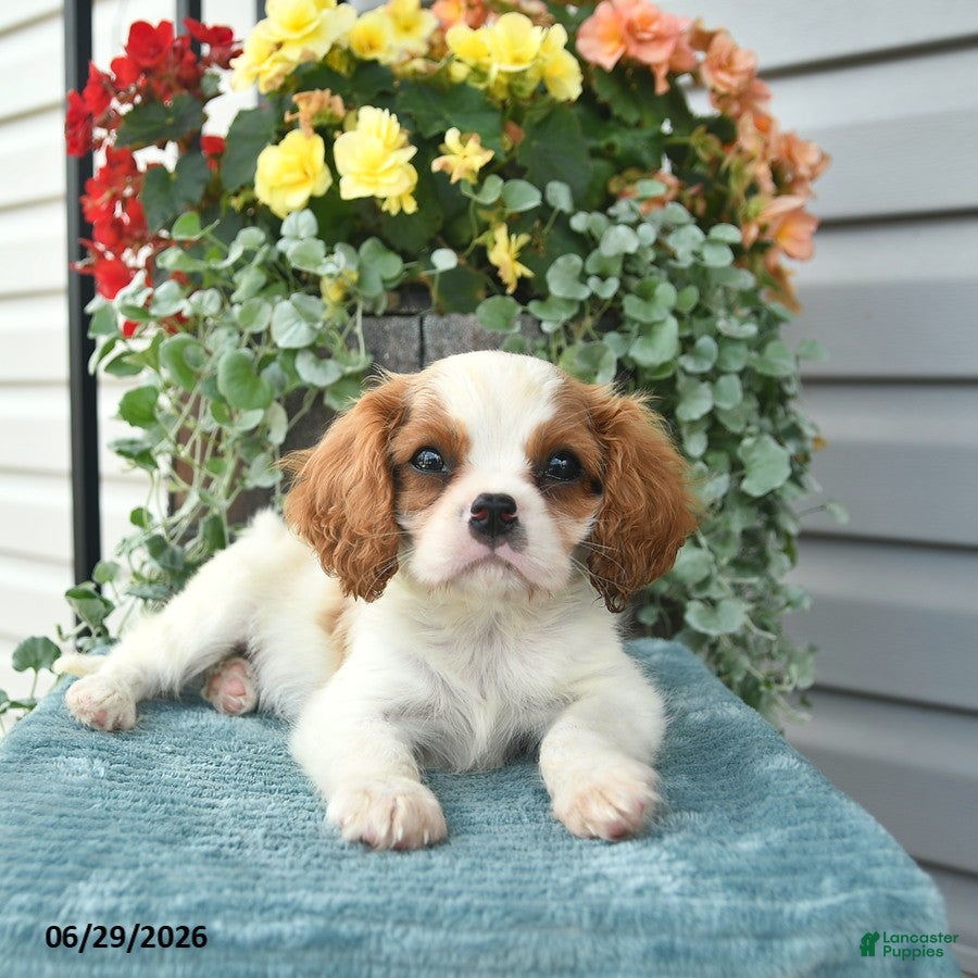 Cavalier King Charles Spaniel dogs Cricket - Ad 2