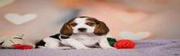 Beagle dogs for sale: OPAL - Ad 5