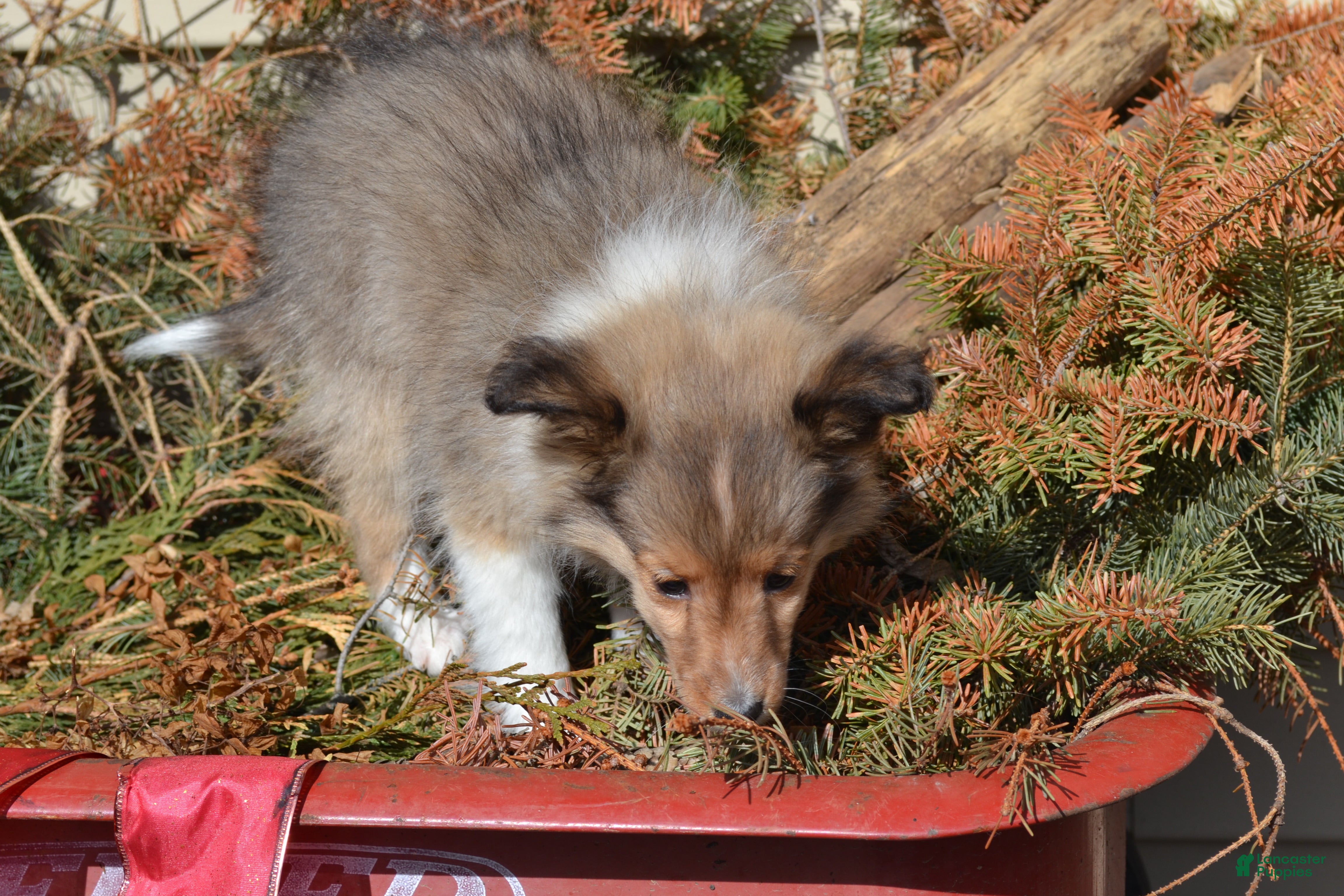 Shetland Sheepdog dogs Cherie - Ad 10