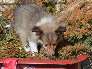 Shetland Sheepdog dogs Cherie - Ad 10