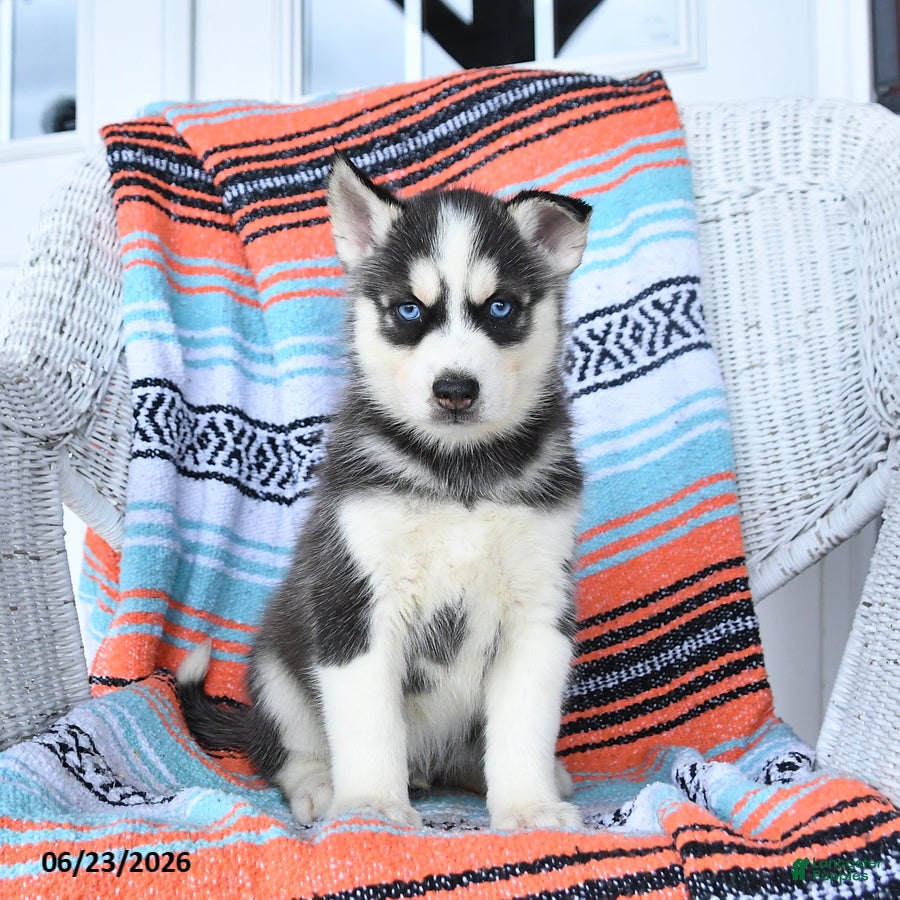 Siberian Husky dogs Shadow - Ad 2