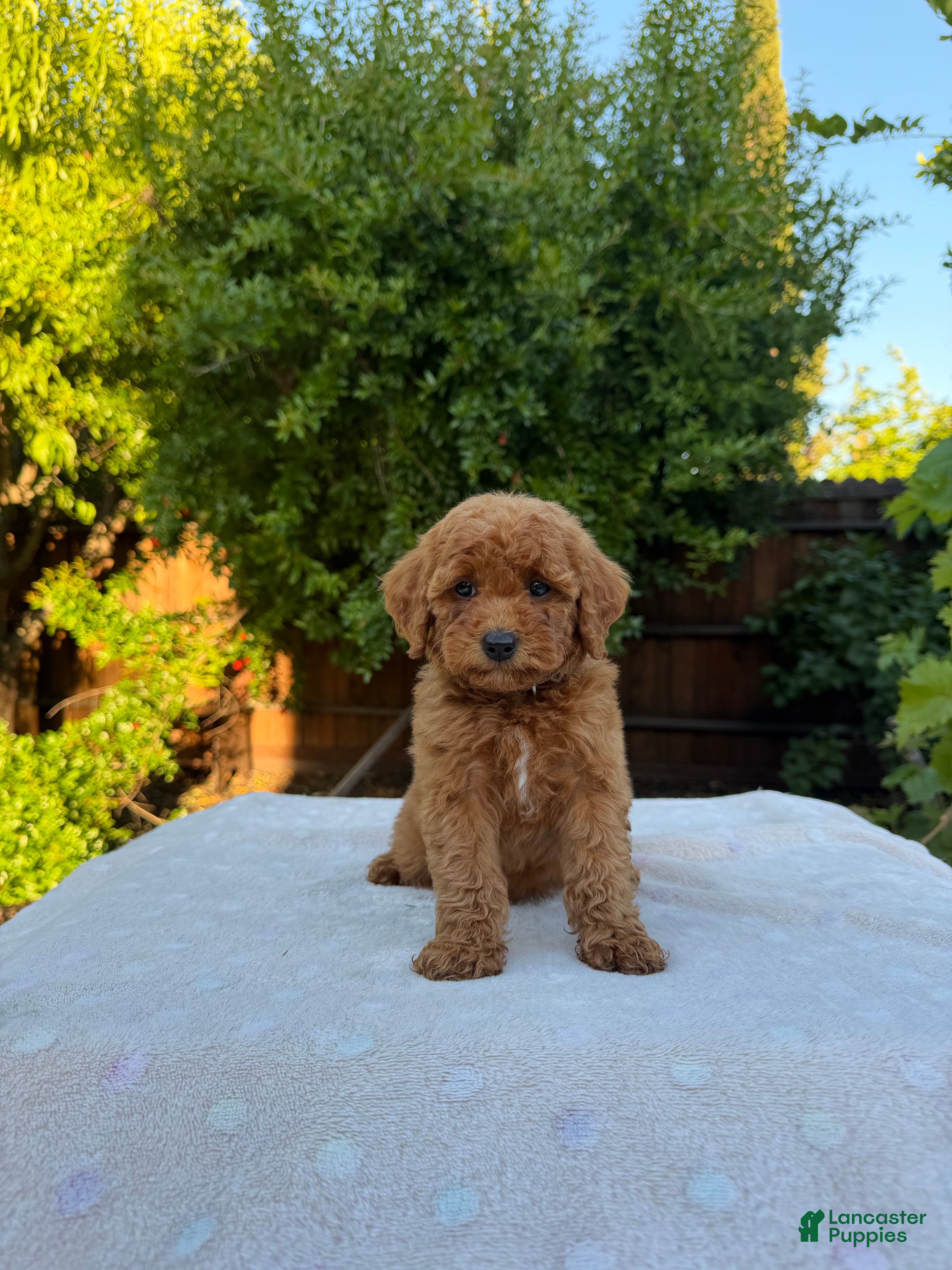 Goldendoodle dogs Teal - Ad 6