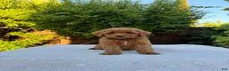 Goldendoodle dogs for sale: Teal - Ad 1