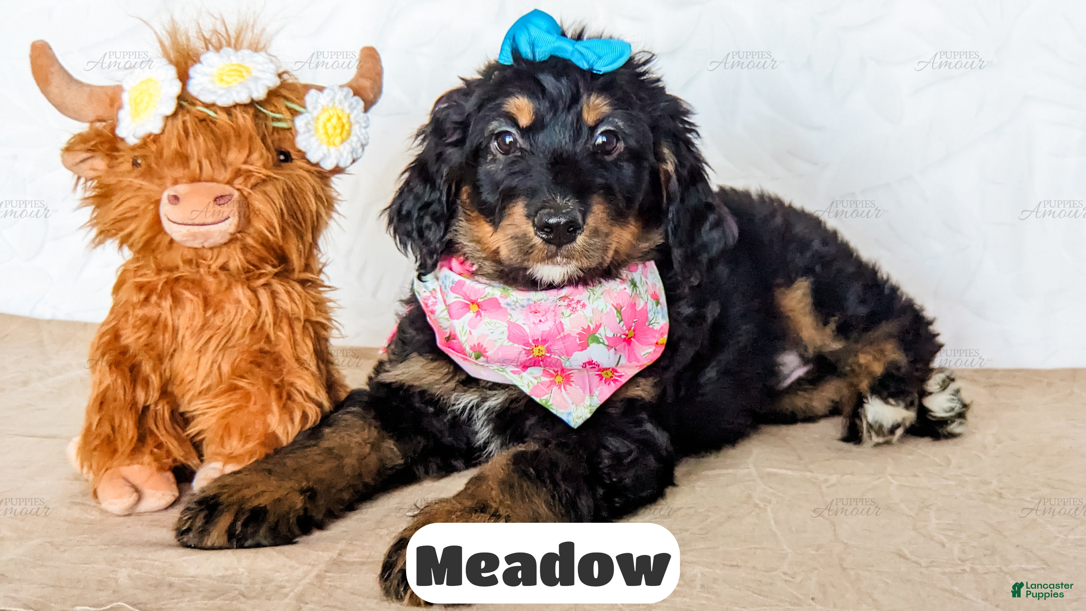 Bernedoodle dogs Meadow - Ad 2