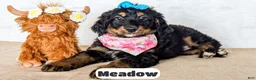Bernedoodle dogs for sale: Meadow - Ad 2