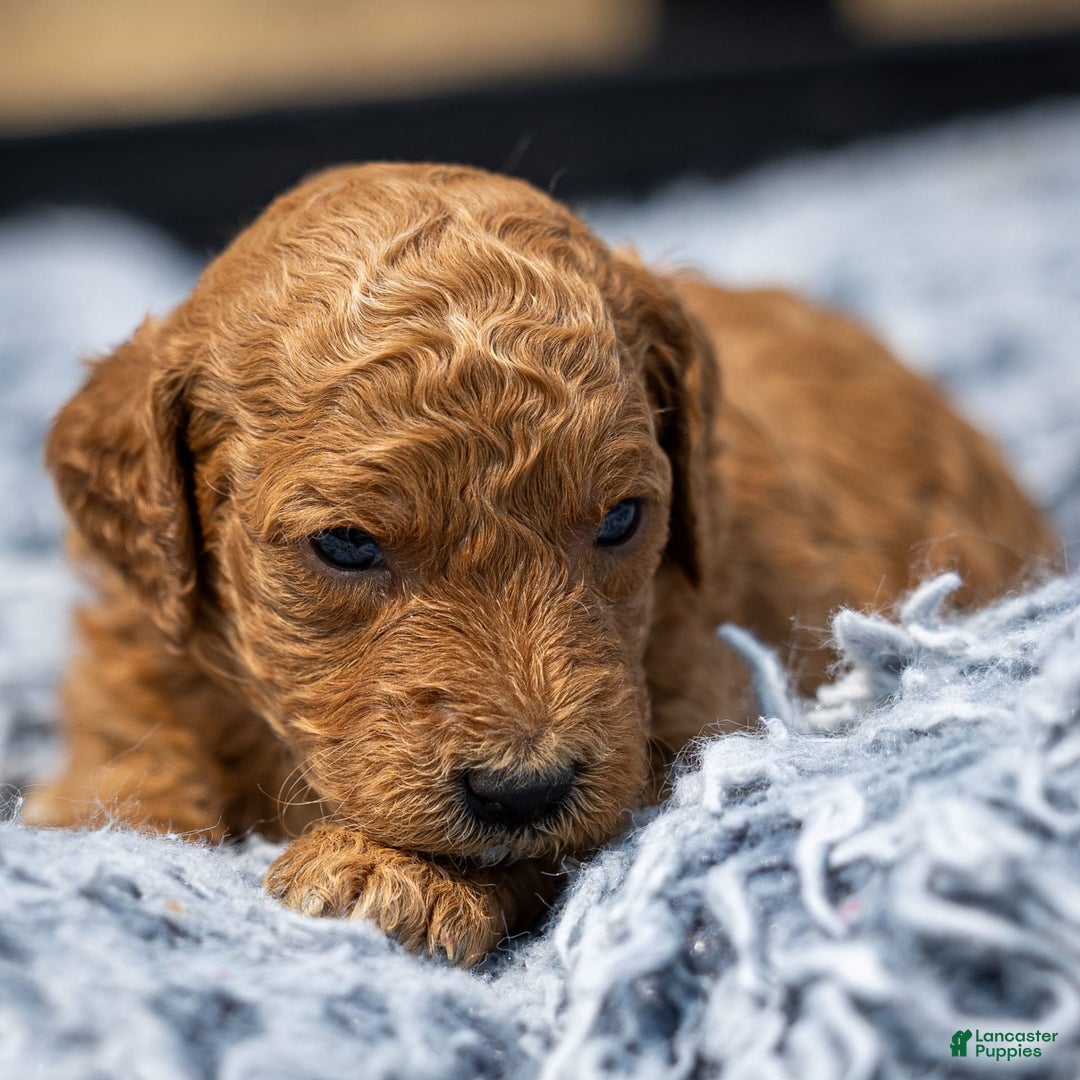 Standard Poodle dogs for sale: Ronnie - Ad 20