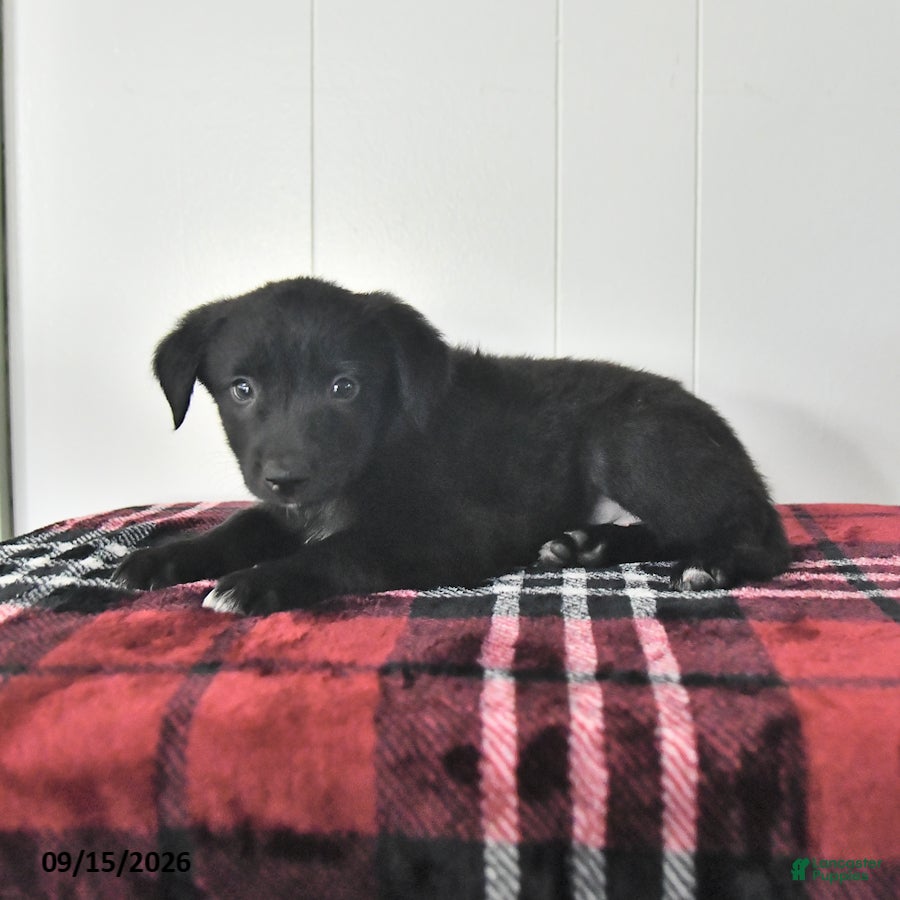 Mixed Breed dogs Balto - Ad 2