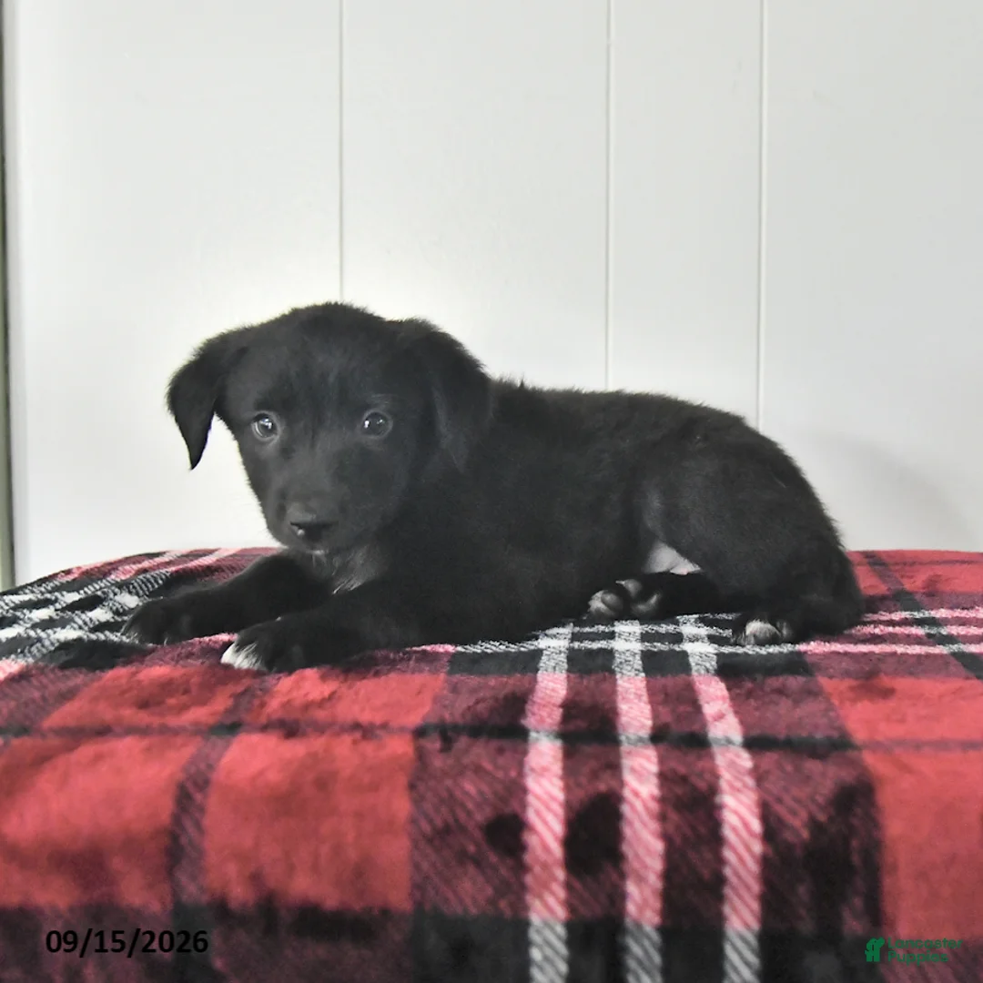 Mixed Breed dogs for sale: Balto - Ad 2