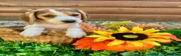 Beagle dogs for sale: Bailey - Ad 9