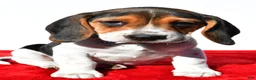 Beagle dogs for sale: Moose - Ad 6