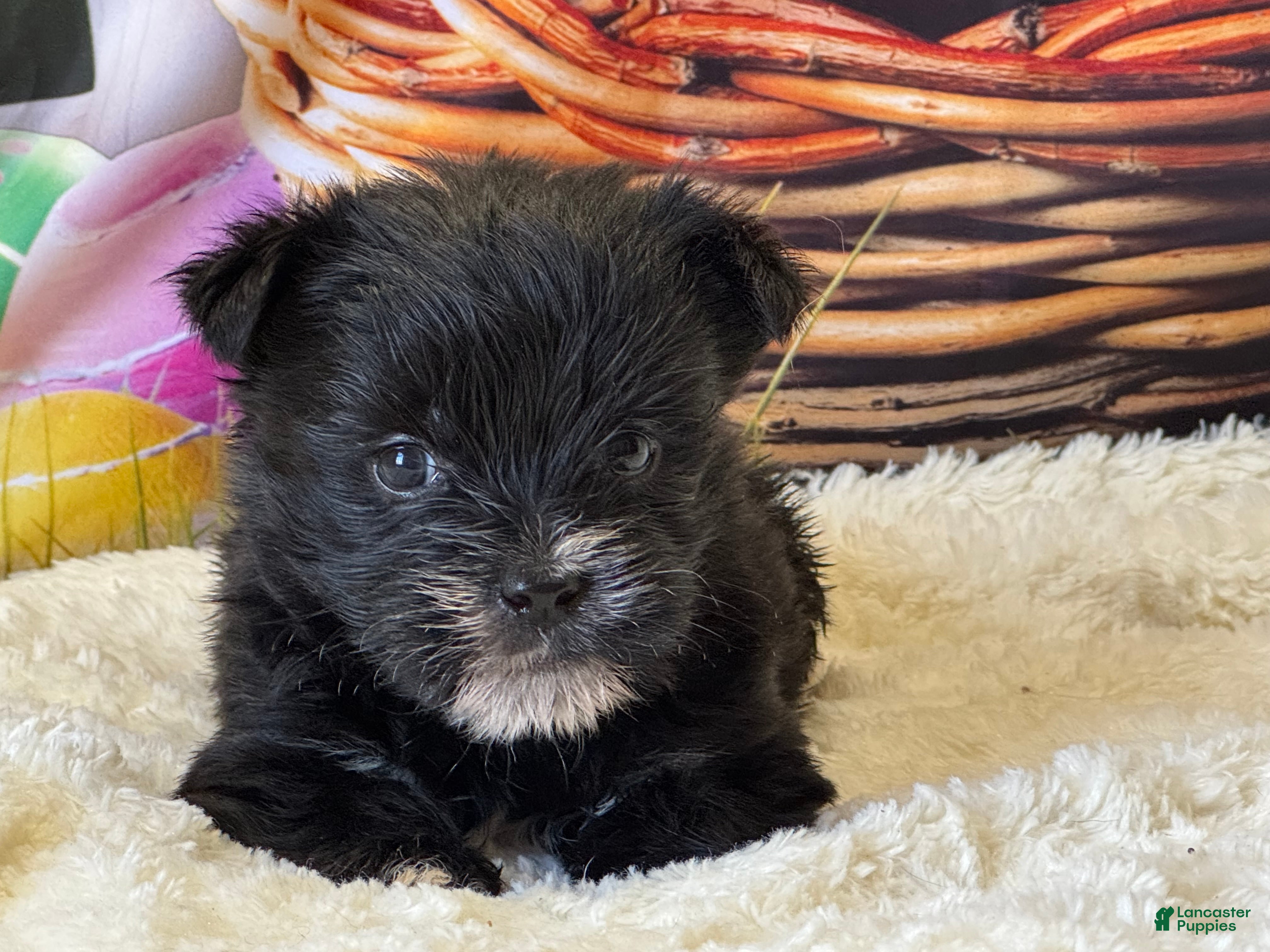 Morkie dogs Blacky - Ad 1