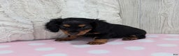 Miniature Dachshund dogs for sale: Delilah - Ad 4