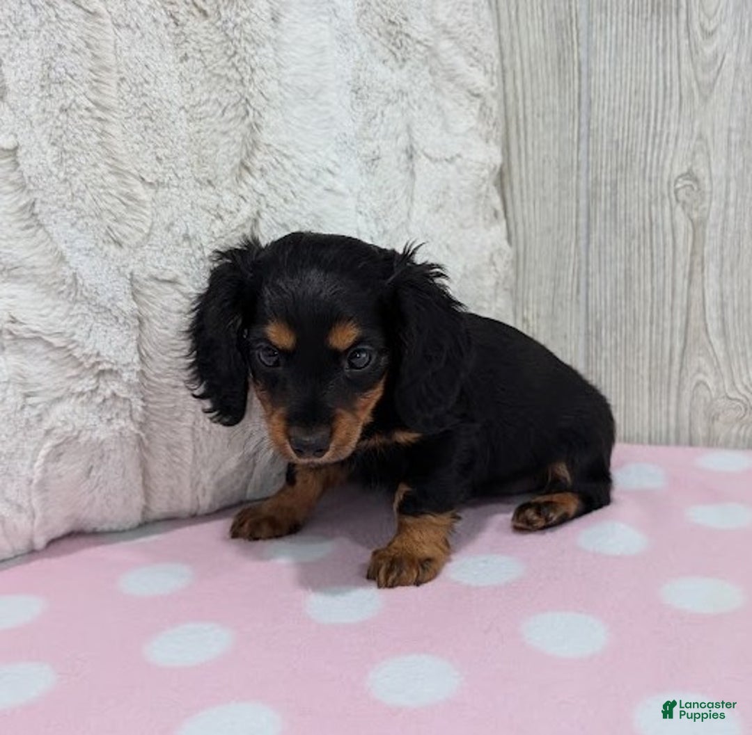 Miniature Dachshund dogs for sale: Delilah - Ad 4