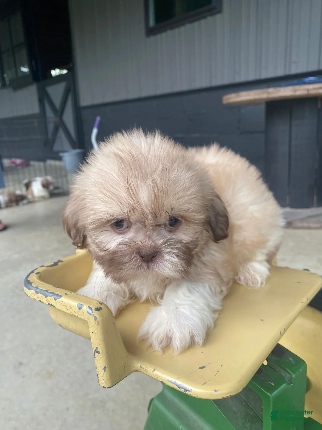 Shih Tzu dogs for sale: Ellie - Ad 11
