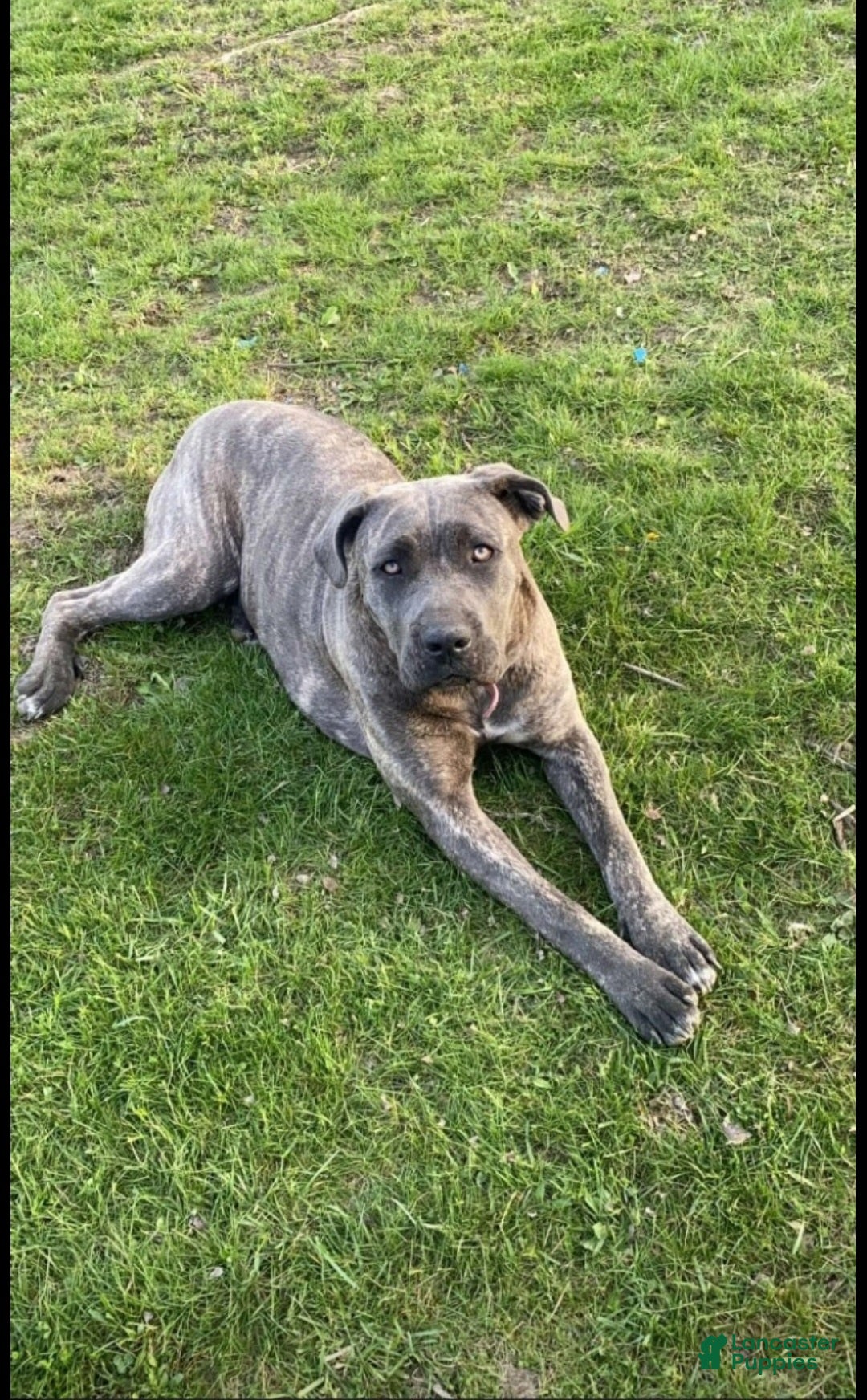 Mixed Breed dogs for sale: Hermes - Ad 2