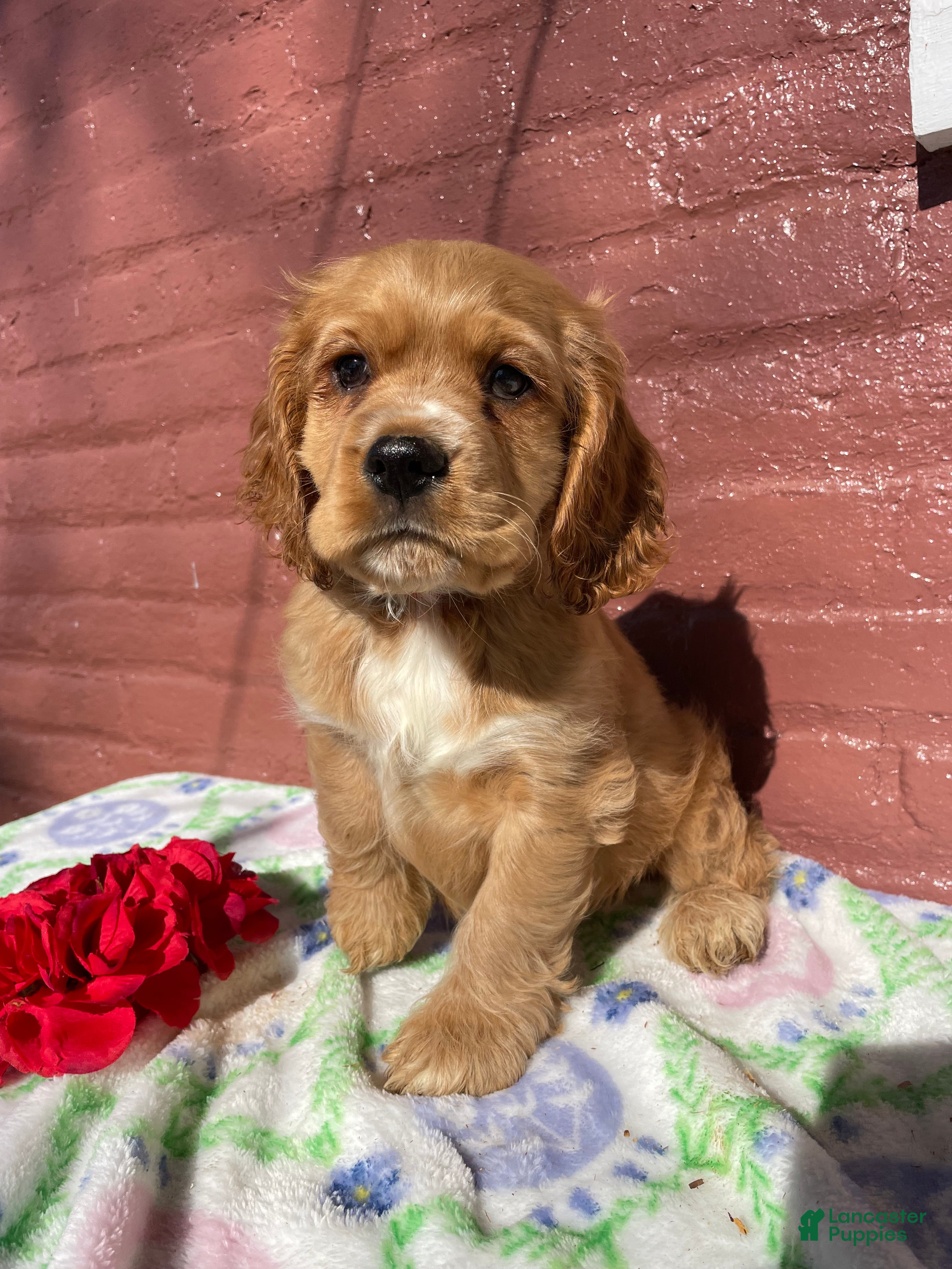 Cocker Spaniel dogs Muggles - Ad 33