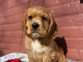 Cocker Spaniel dogs Muggles - Ad 41