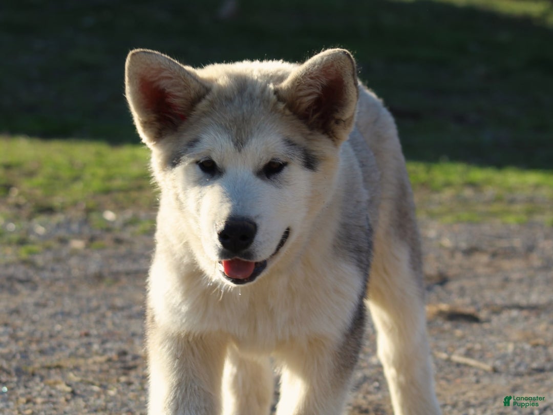 Gallery Image {{count}}