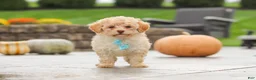 Cavapoo dogs for sale: Sven - Ad 6