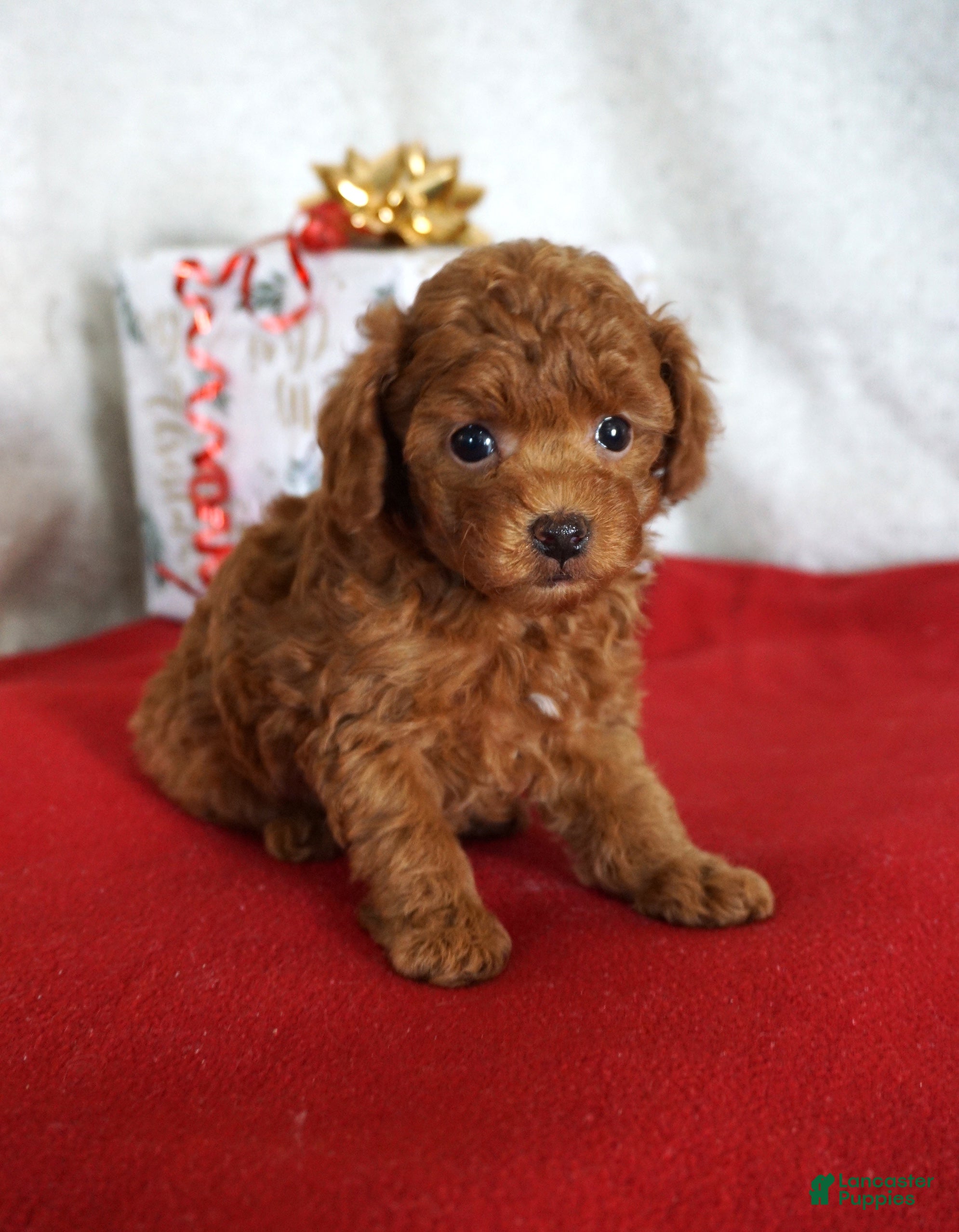 Toy Poodle dogs Toy Poodle Puppy 1 - Ad 28