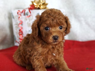Toy Poodle dogs Toy Poodle Puppy 1 - Ad 28