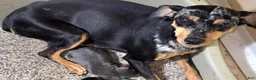 Miniature Pinscher dogs for sale: Gypsy  - Ad 6