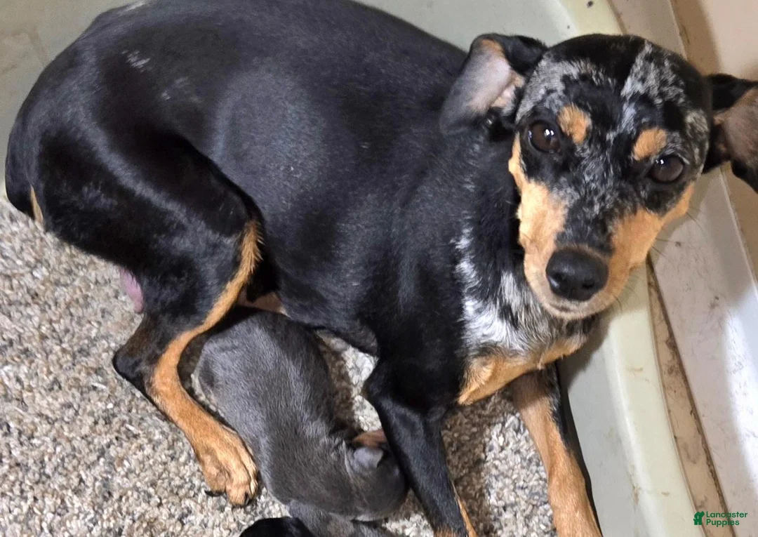Miniature Pinscher dogs for sale: Gypsy  - Ad 6