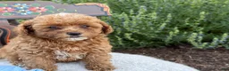 Toy Poodle dogs for sale: Blaze - Ad 9