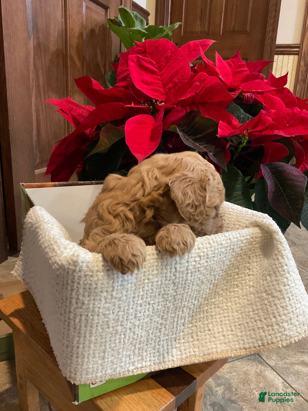 Goldendoodle dogs for sale: Caz - Ad 3