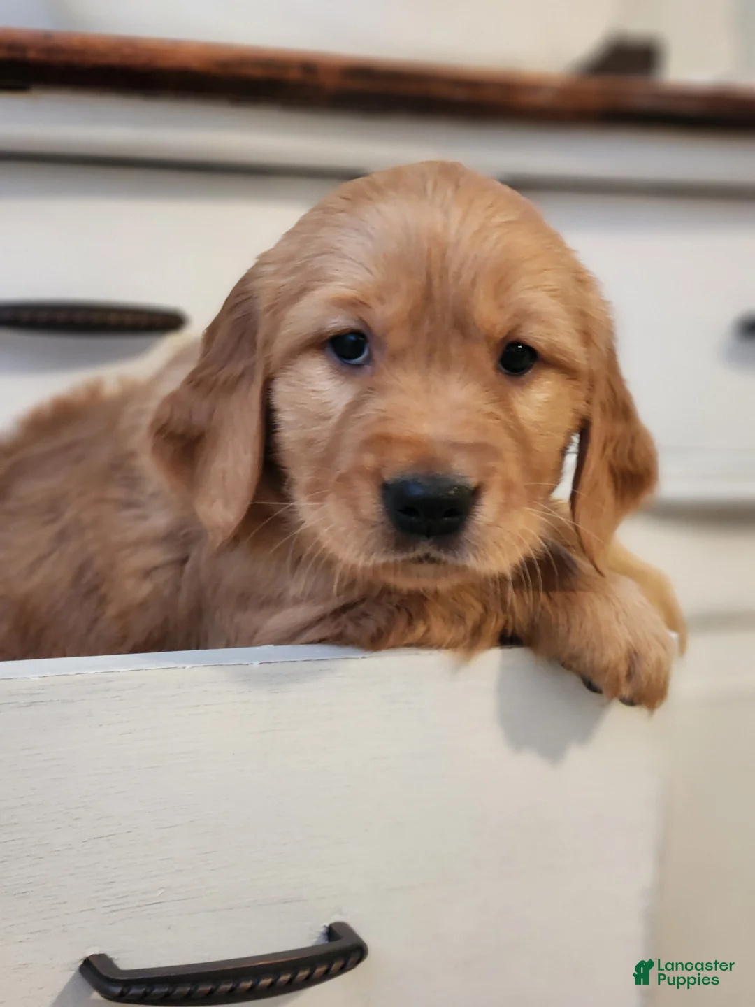 Golden Retriever dogs for sale: Raina - Ad 2