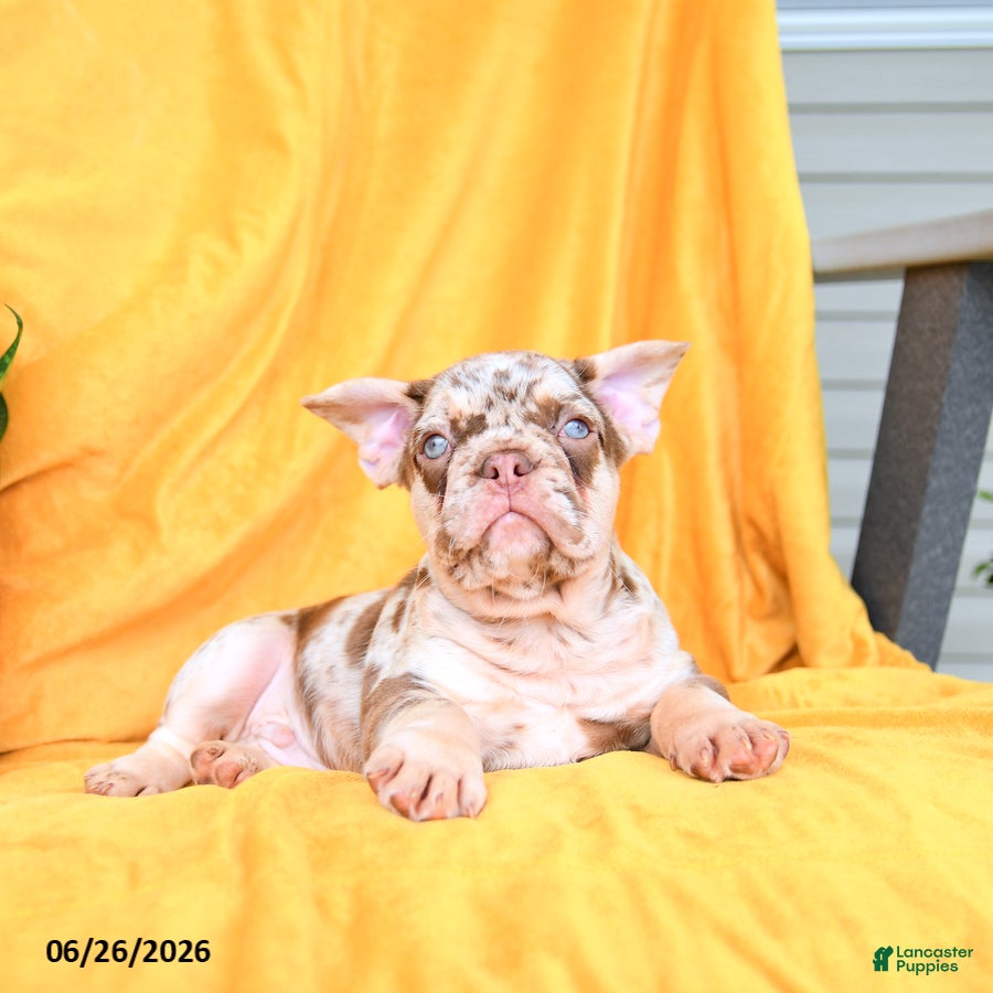 French Bulldog dogs Duke  - Ad 2